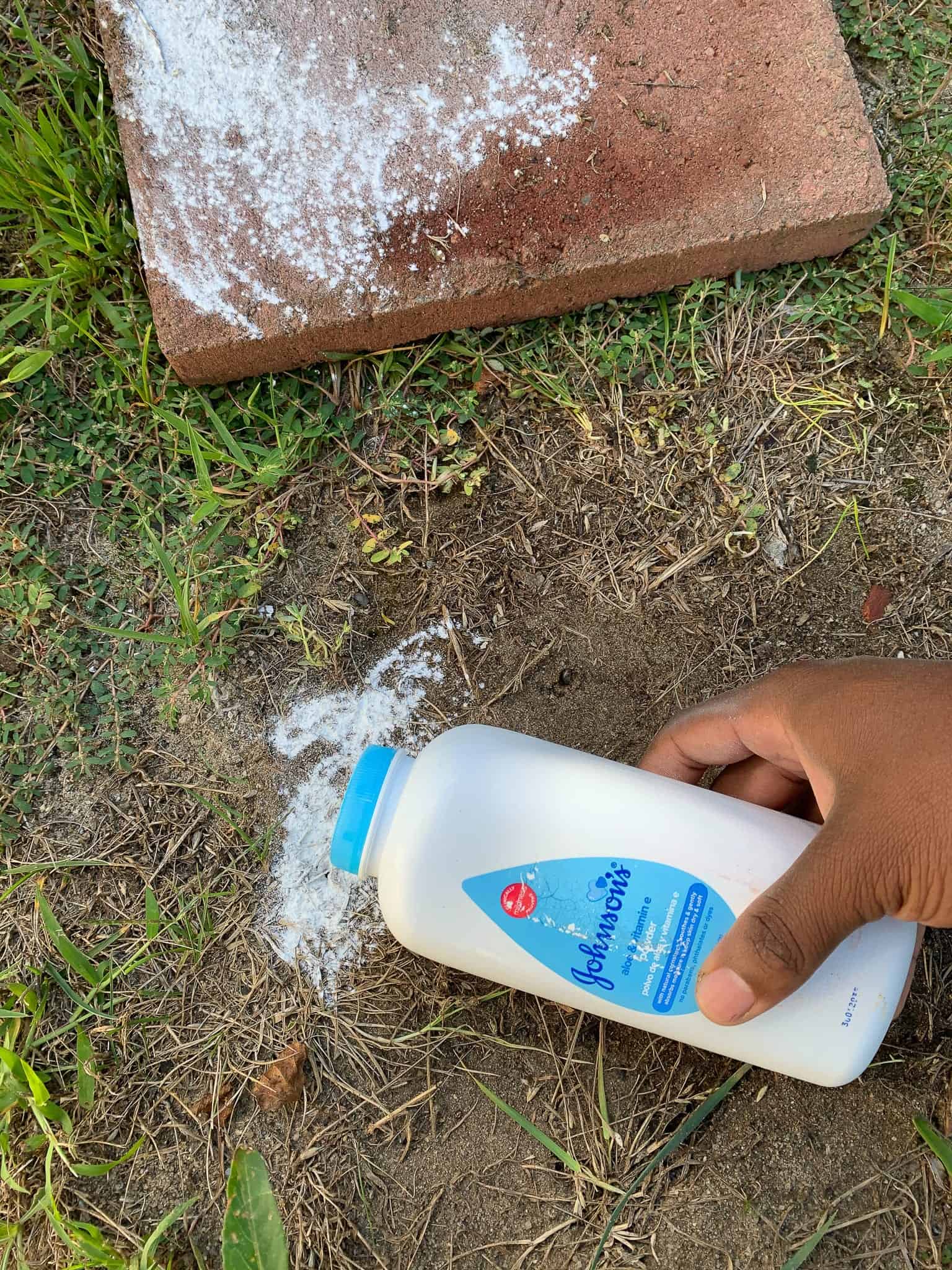 using baby powder on ants to get rid of them