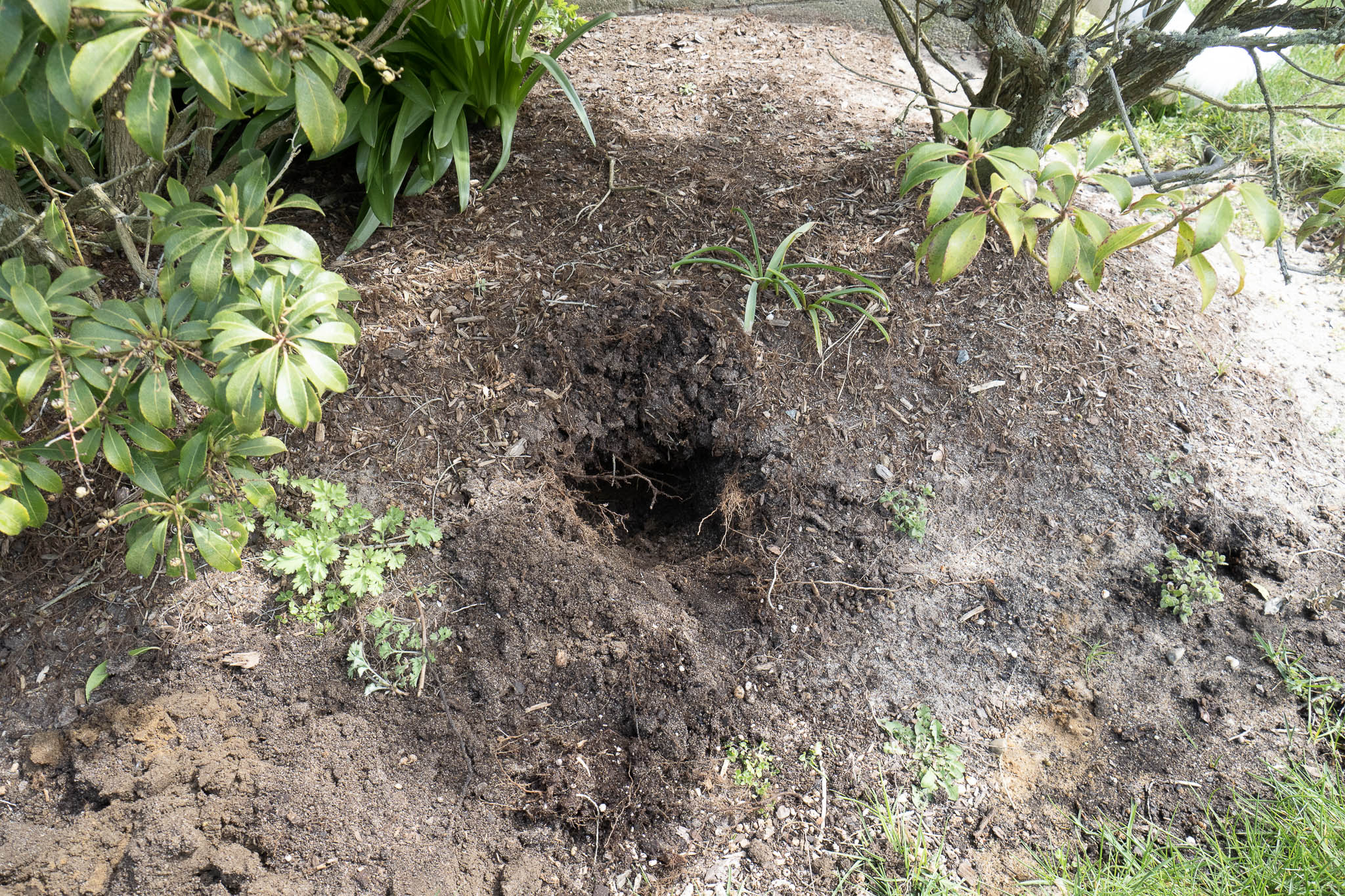 hole in the ground dig by ground moles