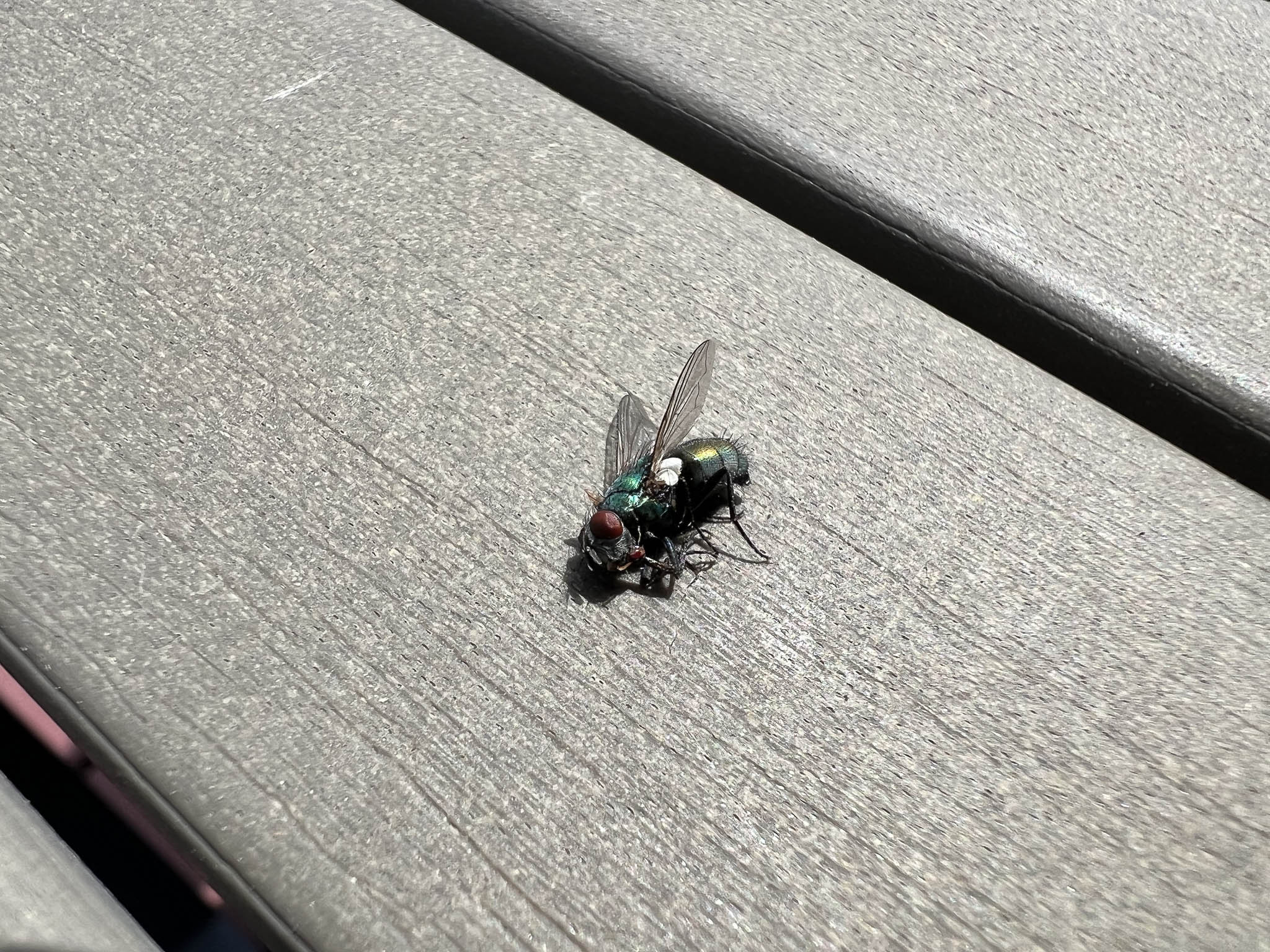 house fly on table