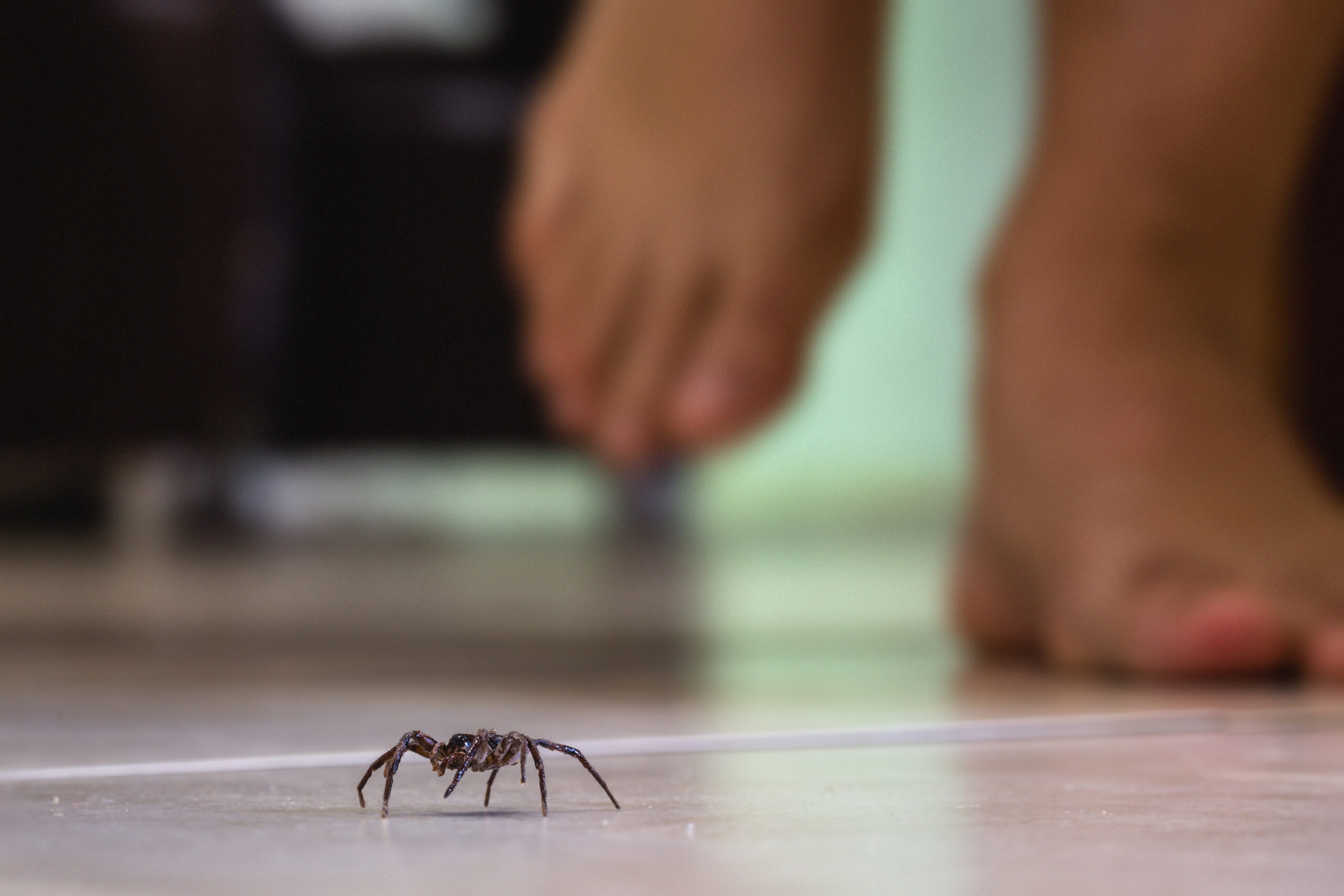 spider on floor