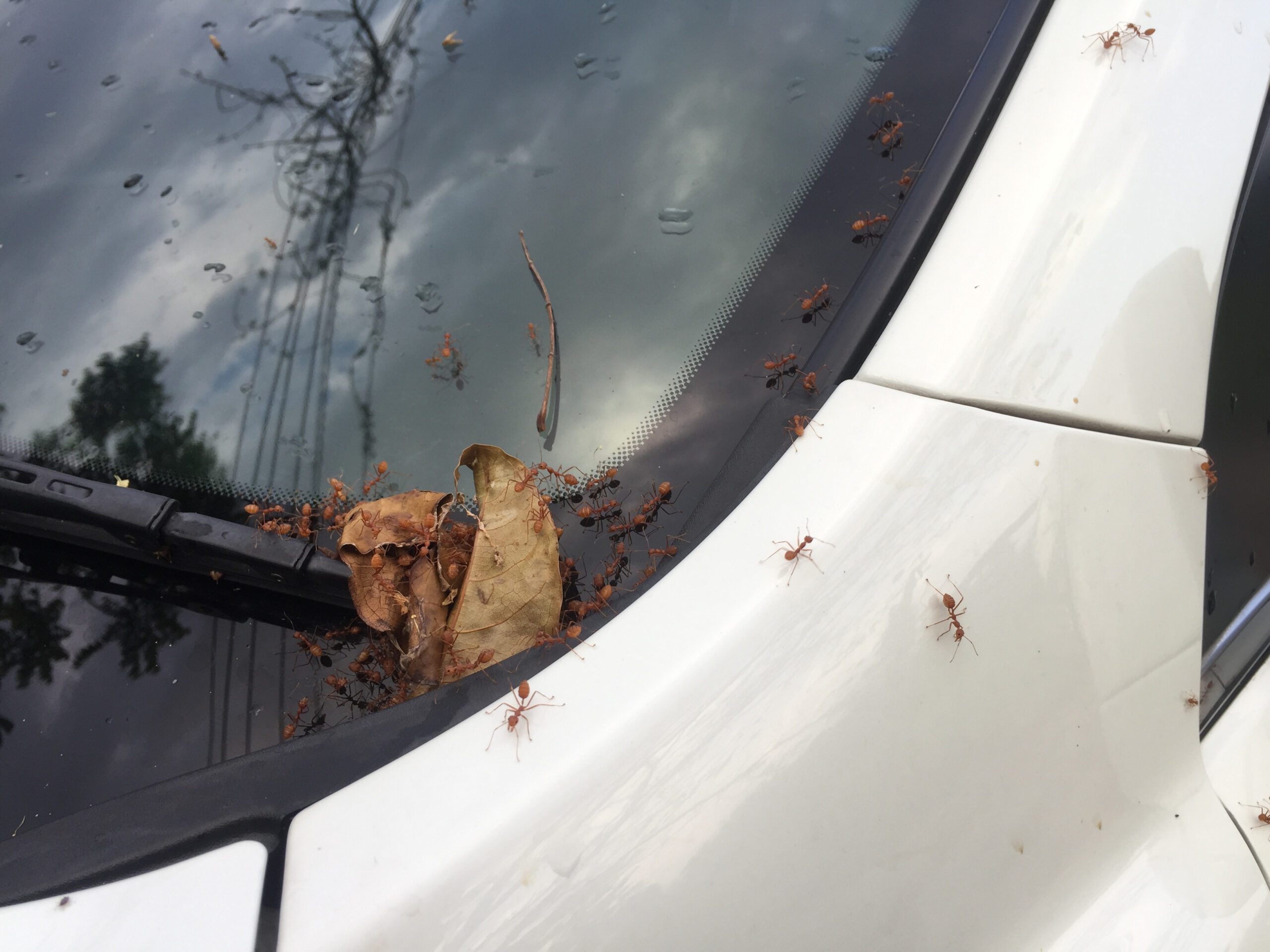 ants on car windshield